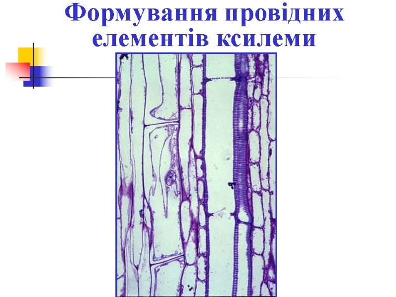 Формування провідних елементів ксилеми